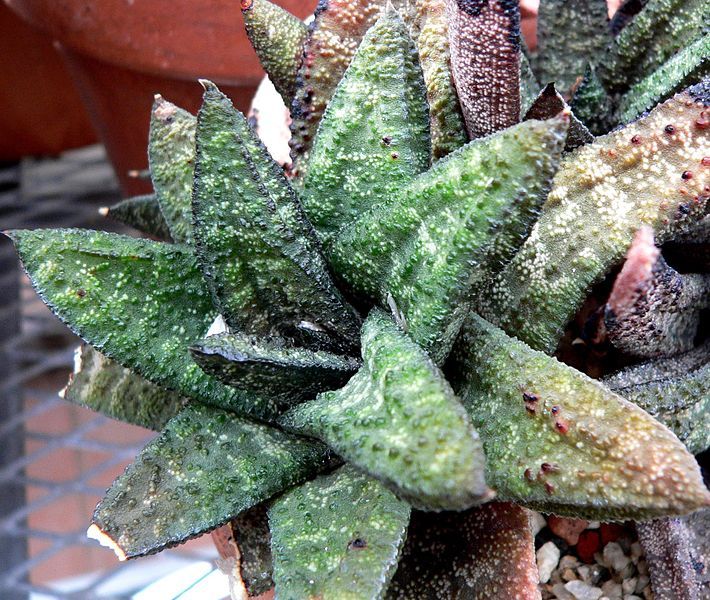 File:Gasteria batesiana 1.jpg