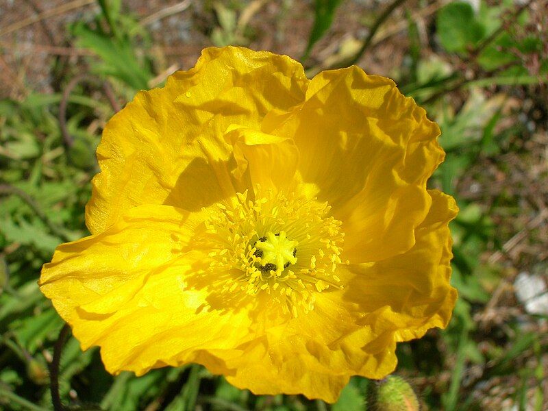 File:GelberAlpenmohn.JPG