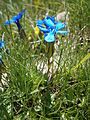 Gentiana verna