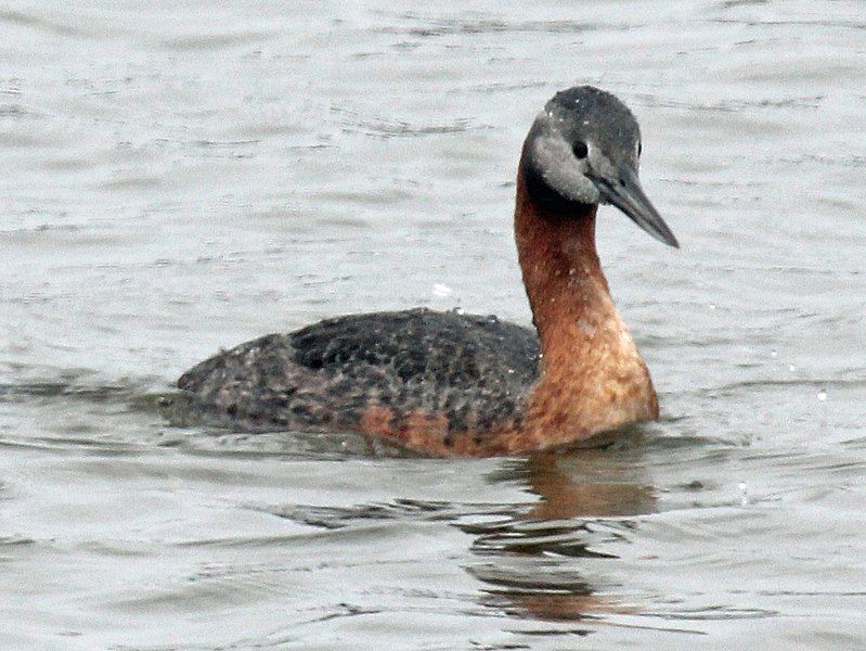 File:Great Grebe RWD.jpg