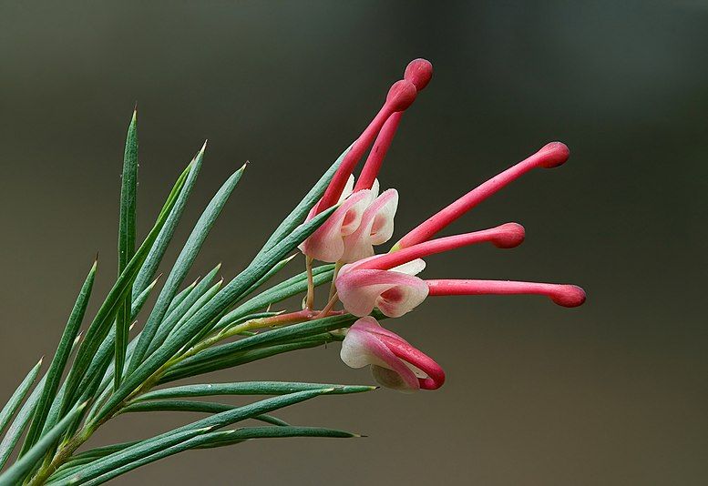 Grevillea rosmarinifolia