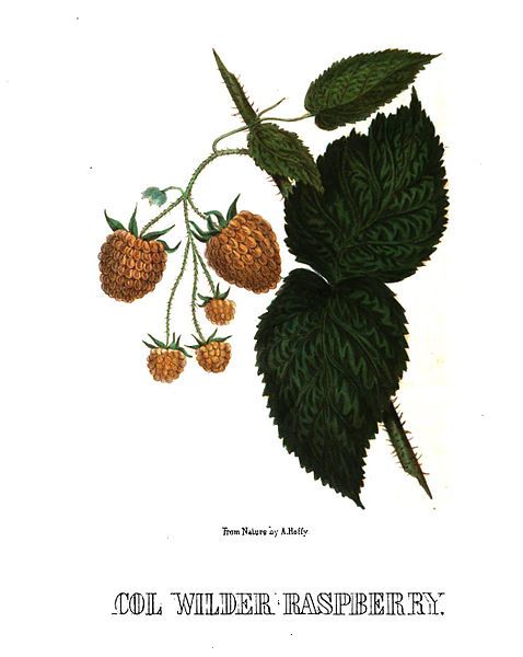 File:Hoffy Col-Wilder-raspberry-ca1860.jpg