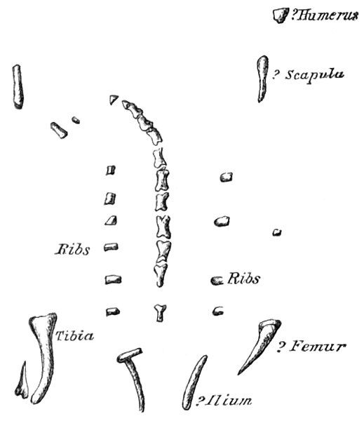 File:Hortalotarsus skirtopodus.jpg