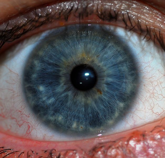 File:Human Iris JD052007.jpg