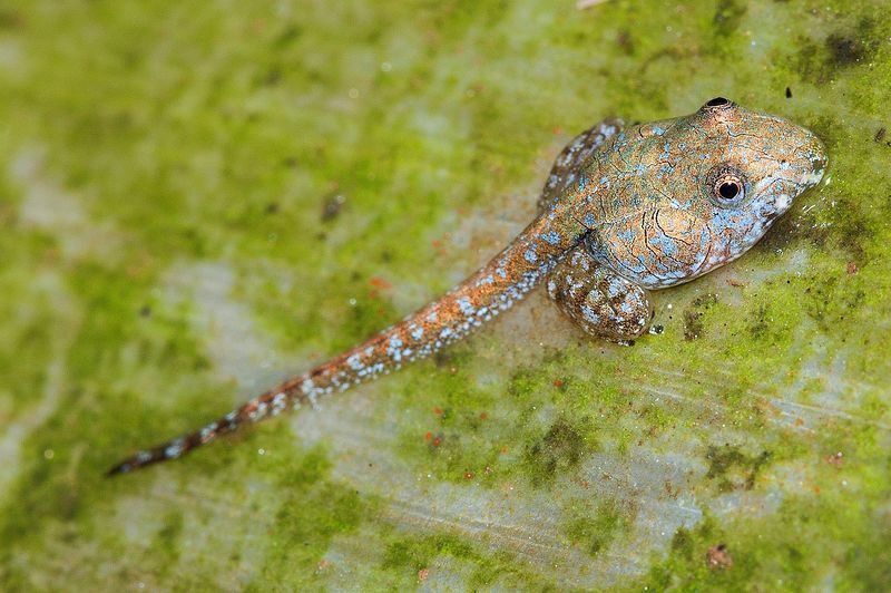 File:Indirana semipalmata tadpole.jpg