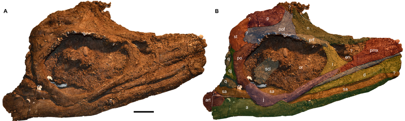 File:Janusaurus.png