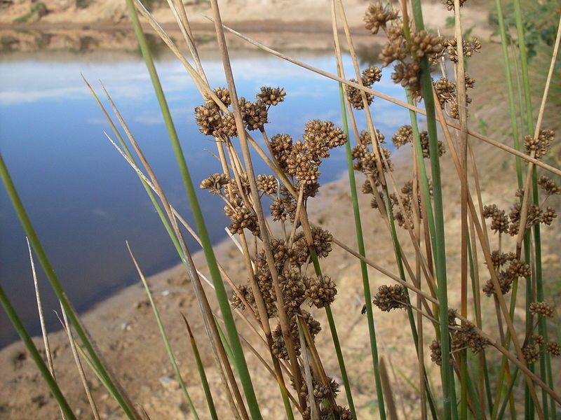 File:Juncus australis (3437008621).jpg