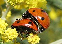 Ladybugs mating