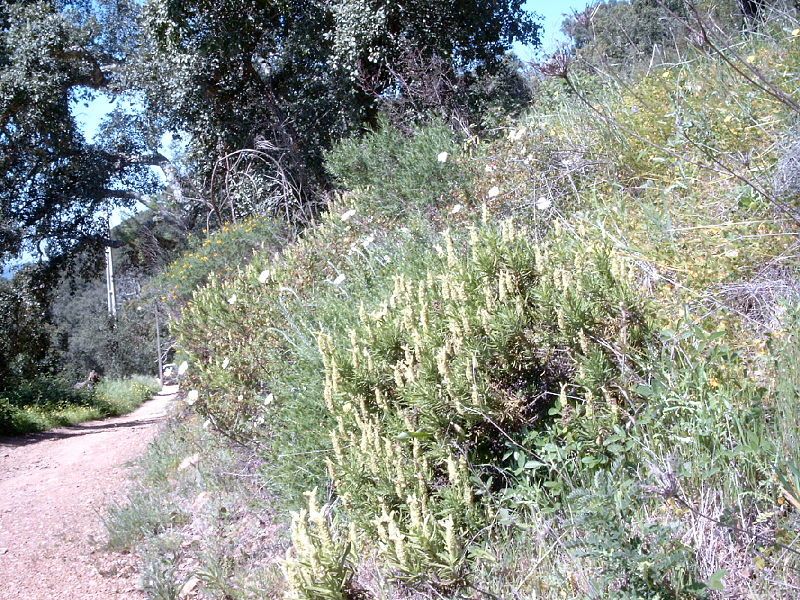 File:Lavandula viride b.jpg