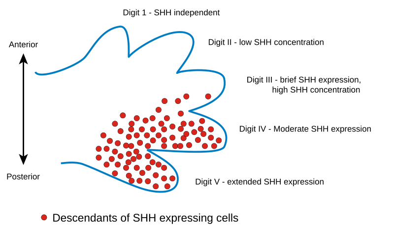 File:Limb bud.svg