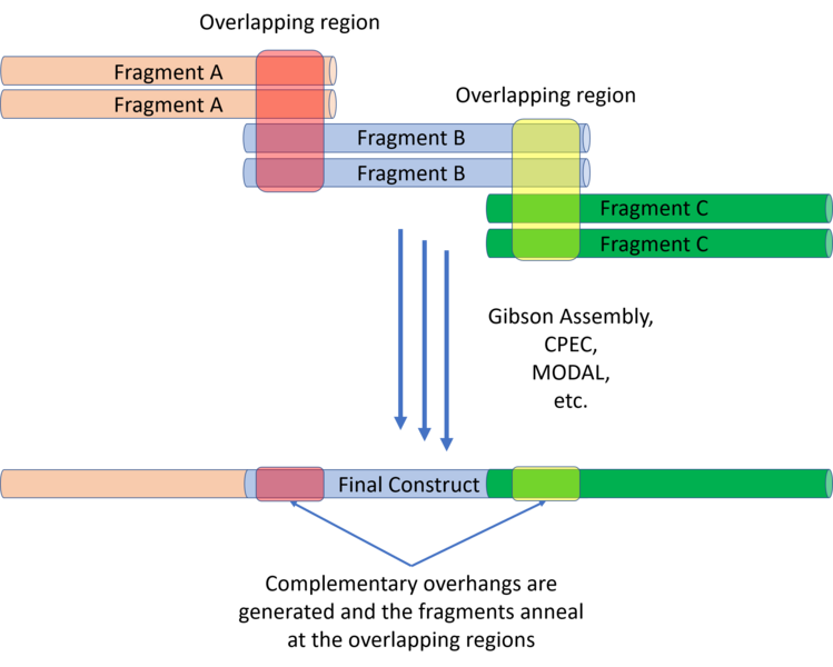 File:Long Overlap Assembly.png