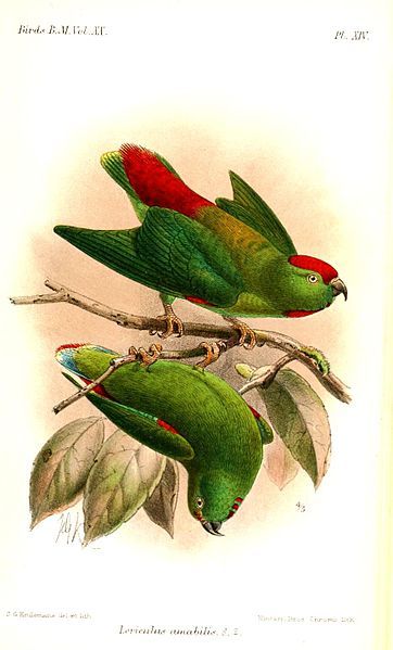 File:LoriculusAmabilisKeulemans.jpg