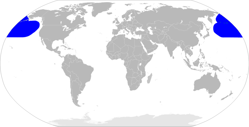 File:Mapa Rissa brevirostris.png