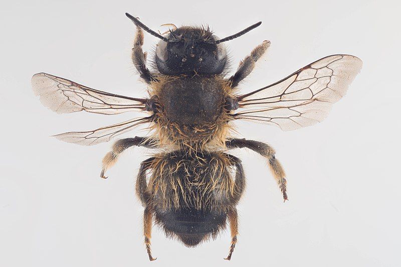 File:Megachile circumcincta.jpg