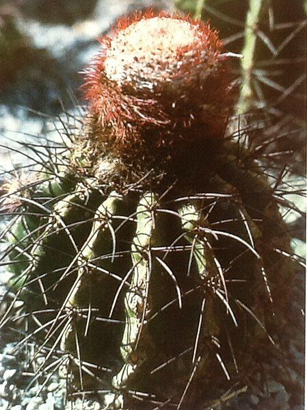 File:Melocactus estevesii P.J.Braun.jpg