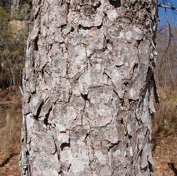 File:Myracrodruon urundeuva trunk.jpg