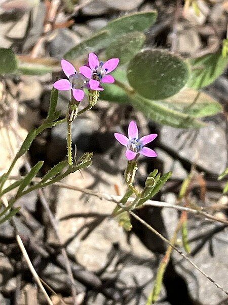 File:Navarretia sinistra 399838648.jpg