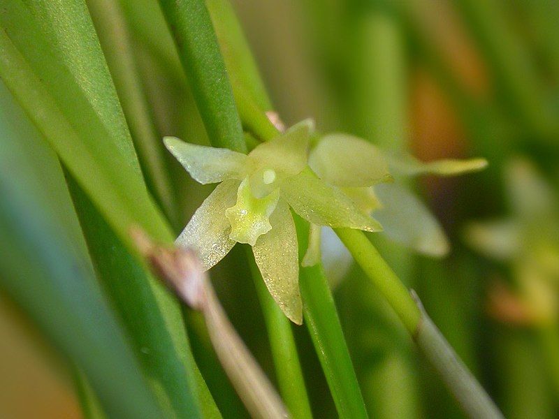 File:Octomeria linearifolia.jpg