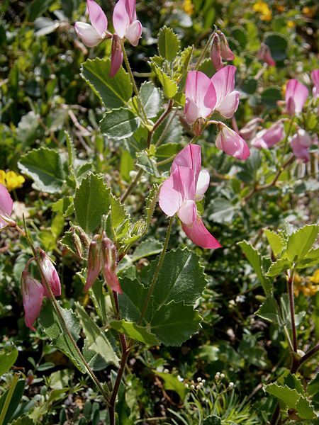 File:Ononis rotundifolia03.jpg