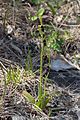 Ophrys insectifera Habitus