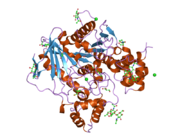 2j4c: STRUCTURE OF HUMAN BUTYRYLCHOLINESTERASE IN COMPLEX WITH 10MM HGCL2