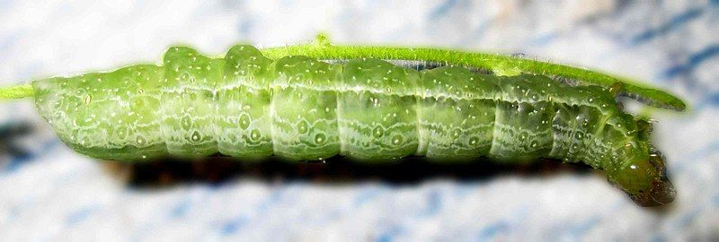 File:Parasitised moth caterpillar.jpg