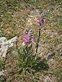 Pedicularis rostratospicata