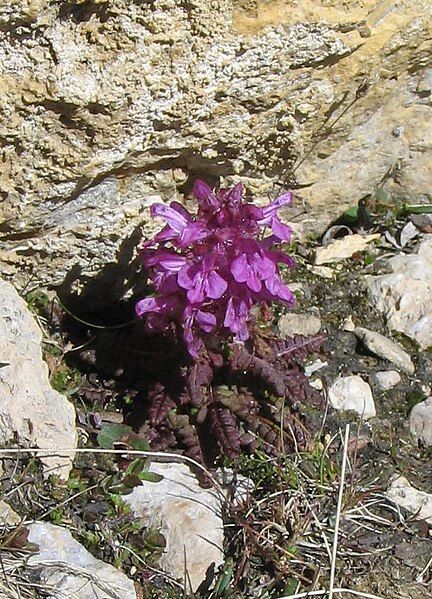 File:Pedicularis verticillata02a.JPG