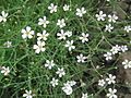 Petrorhagia saxifraga close-up