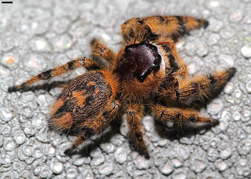 File:Phidippus otiosus 7170.jpg