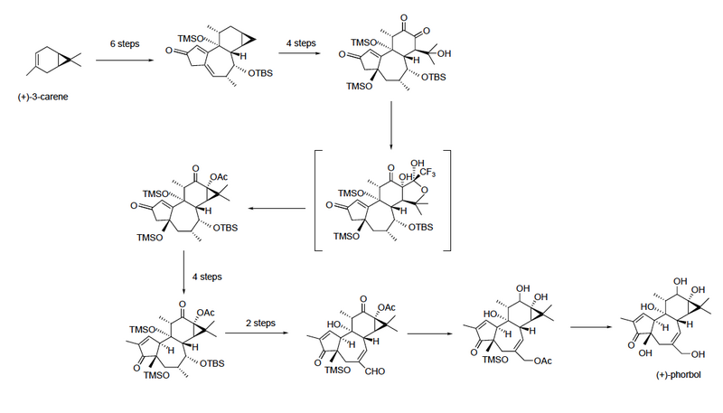 File:Phorbol synthesis.png