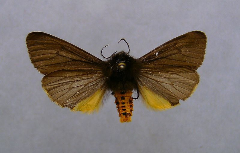 File:Phragmatobia luctifera.jpg