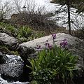 Parry's or bog primrose, with snow, ditto, a couple miles farther up