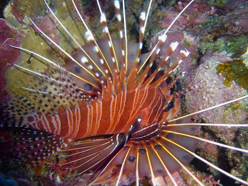 File:Pterois antennata 1.jpg