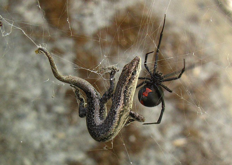 File:Redback vers Lizard.jpg