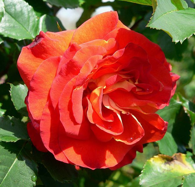 File:Rosa Lydia 3.jpg