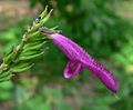 Salvia iodantha