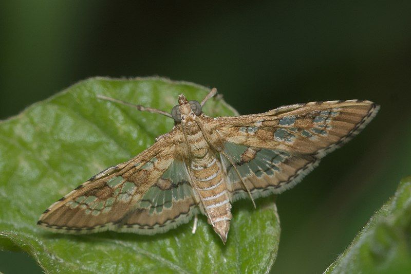 File:Sameodes cancellalis-Kadavoor-2016-04-02-001.jpg