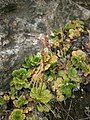 Saxifraga umbrosa