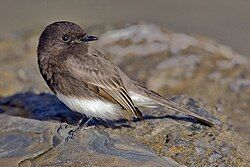 Black phoebe