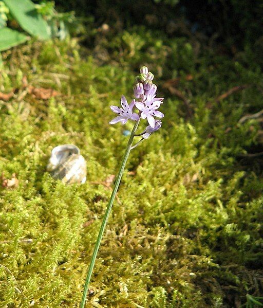 File:Scilla autumnalis 1.jpg