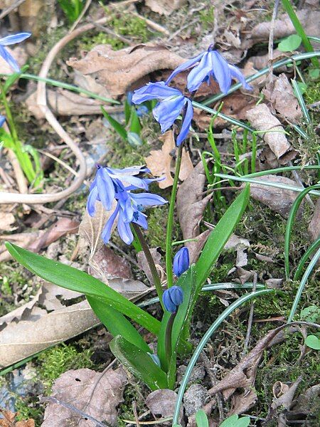 File:Scilla siberica001.jpg