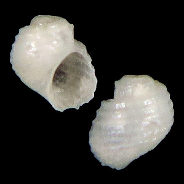 File:Seashell Iselica alta.jpg