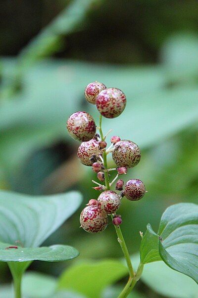 File:Snakeberries.JPG