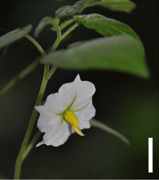 File:Solanum evolvuloides.jpg