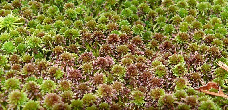 File:Sphagnum capillifolium 131007.jpg