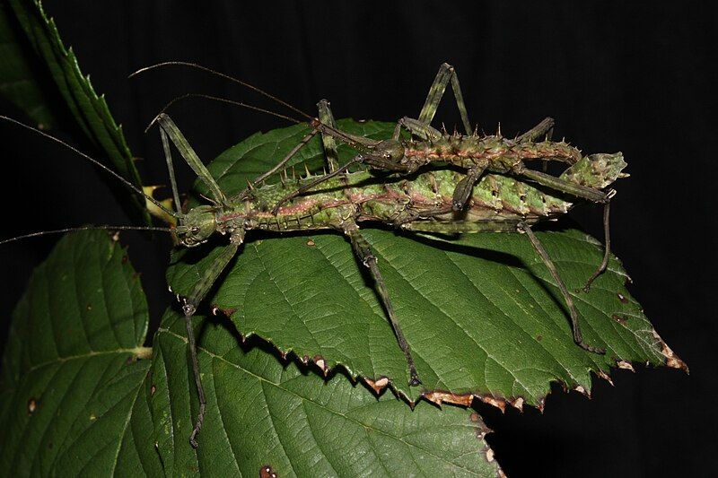 File:Spinohirasea bengalensis Pair.JPG