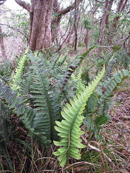 File:Starr-100412-4587-Polypodium pellucidum-habit-Waikamoi-Maui (24935764161).jpg