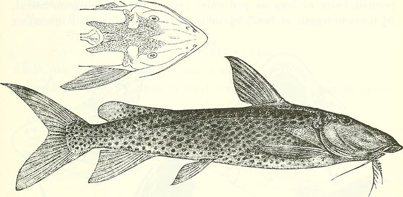 File:Synodontis guttatus.jpg