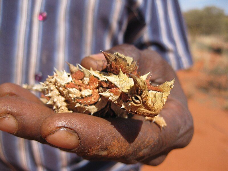 File:Thorny Devil4.jpg